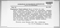 Phyllosticta panici-miliacei image